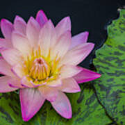 Nymphaea Hot Pink Water Lily Poster