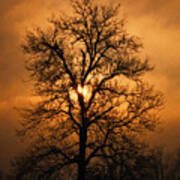 Oak Tree At Sunrise Poster