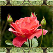 Oak Tree Rose Poster