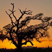 Oak Tree Sundown Poster