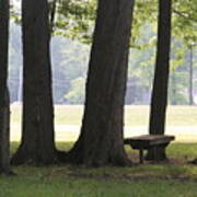 Oak Trees And Bench Poster