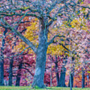Oak Trees At Fall Poster