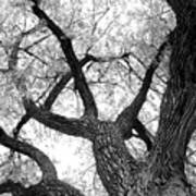 Old Cottonwood Tree Poster