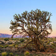 Old Growth Cholla Cactus View 2 Poster