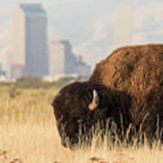 Old West Bison In Front Of New West City Poster