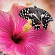 Old World Swallowtail On Pink Hibiscus Poster