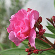 Oleander Splendens Giganteum 4 Poster