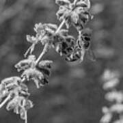 On A Lavender Evening 2 Bw Poster