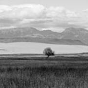 One Lone Tree Montana Black And White Poster