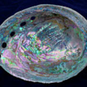 Opalescent Abalone Seashell On Blue Velvet Poster
