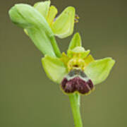 Ophrys Fleischmannii Poster