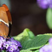 Orange And Brown Butterfly On Purple Poster