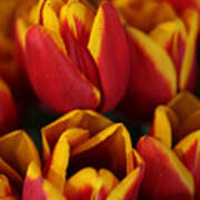 Orange And Yellow Tulips Poster