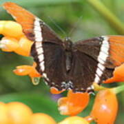 Orange Butterfly Poster