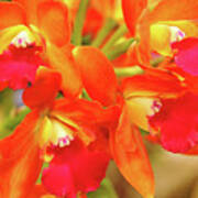 Orange Cattleya Orchid Poster