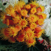 Orange Cup Coral Poster