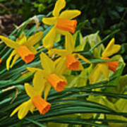 Orange Cup Narcissus Poster