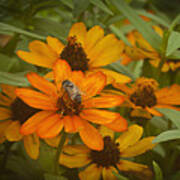 Orange Flowers And Bee Poster