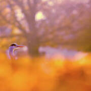 Orange Haze -blue Heron In Autumn Scene Poster