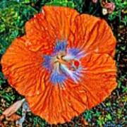 Orange Hibiscus For Ikiaka Poster