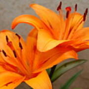 Orange Lilies 2 Poster