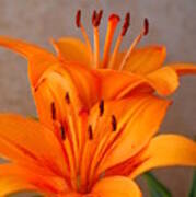 Orange Lilies 3 Poster