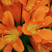 Orange Lilies No. 1-1 Poster