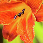 Orange Lilly Of The Morning Poster