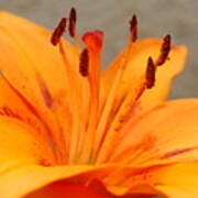 Orange Lily 1 Poster