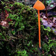 Orange Mushroom Poster