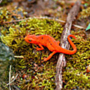 Orange Salamander Poster