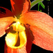 Orange Slipper Orchid Poster