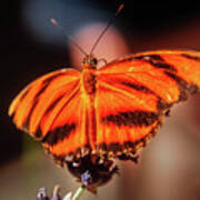 Orange Tiger Butterfly Poster