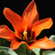 Orange Tulip Poster