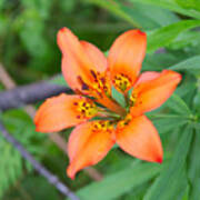 Orange Wildflower Poster