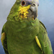 Orange Wing Amazon Parrot Poster