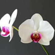 Orchid Blooms Poster