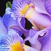 Orchid Bouquet Poster