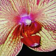 Orchid Flower Macro Close Up And Personal Poster