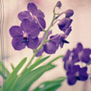 Orchids In Purple Poster