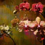 Orchids On Silk Poster