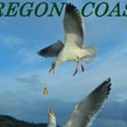 Oregon Coast Amazing Seagulls Poster