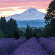 Oregon Lavender Farm Poster