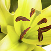 Oriental Lily Flower Poster