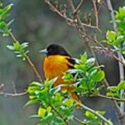 Oriole On The Lilac Poster