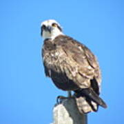 Osprey 1 Poster