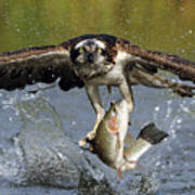 Osprey Catching Trout Poster