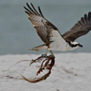 Osprey Flying With Seaweed Poster