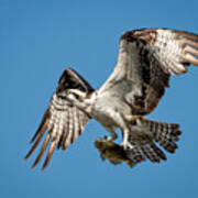 Osprey Hawk With Fish Poster