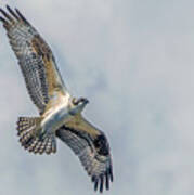 Osprey In Flight Poster